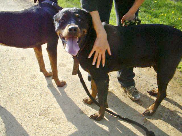 Mouchka dite Udina, rottweiller de 7 ans, stérilisée Udina_11