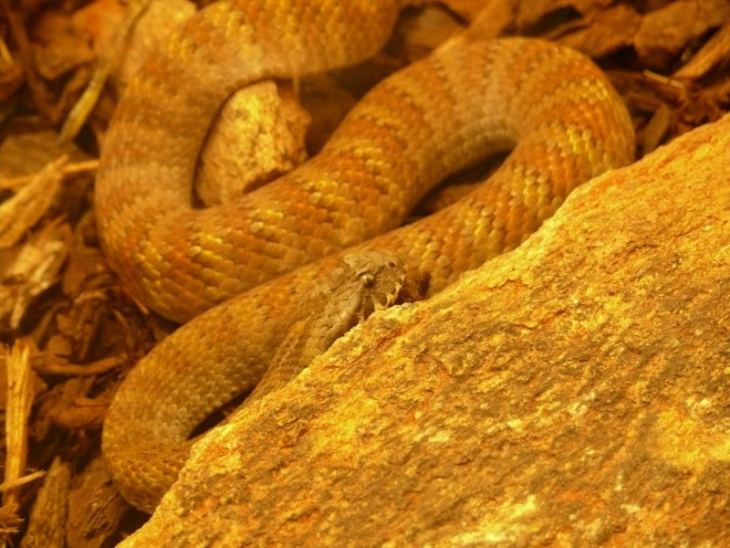 Alice Springs Reptile Center Acanto10