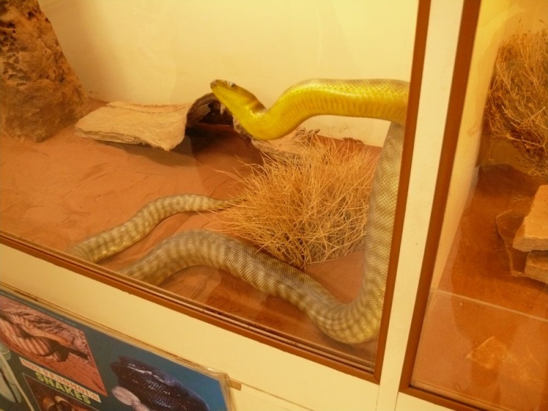 Alice Springs Reptile Center Aspidi13