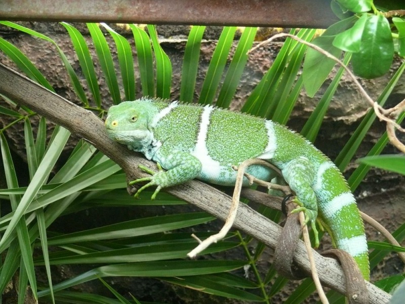 Reptiles du Zoo de Perth AWESOME !! Brachy12