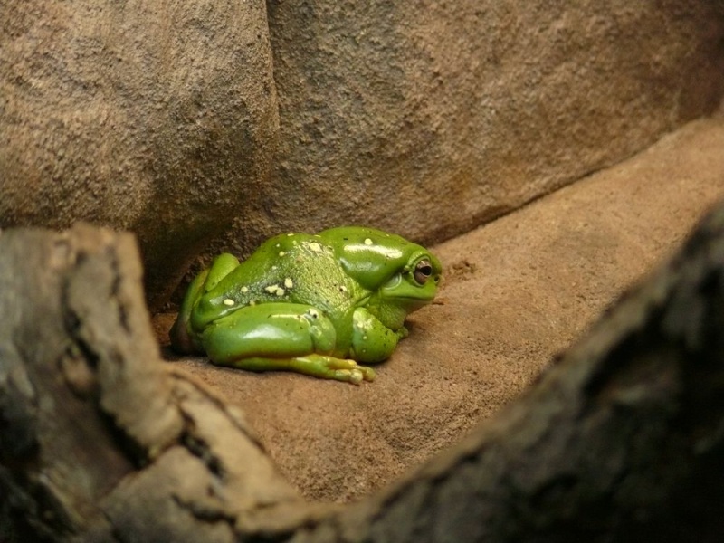 Adélaïde Zoo Grenou10