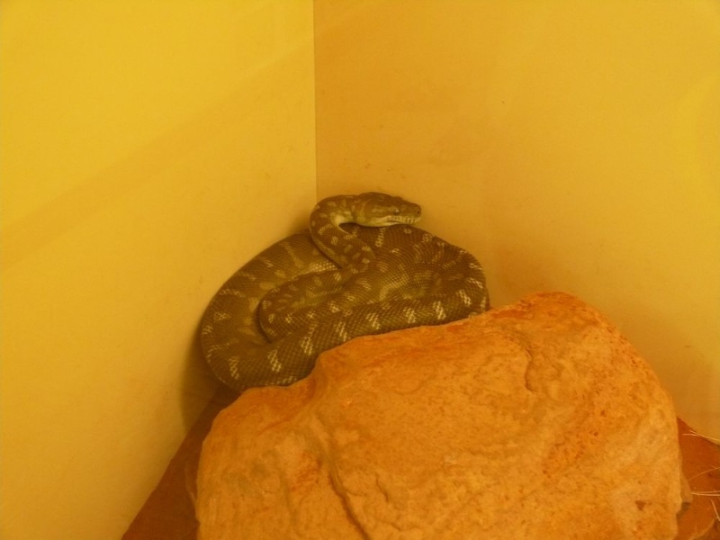 Alice Springs Reptile Center Moreli12