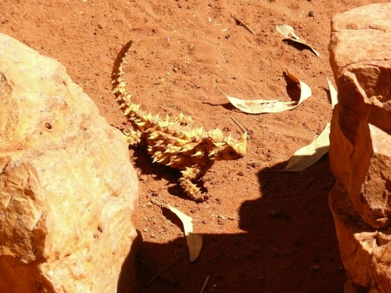 Alice Springs Reptile Center P1080311