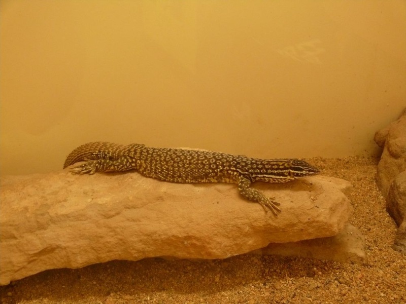Alice Springs Reptile Center Varanu11