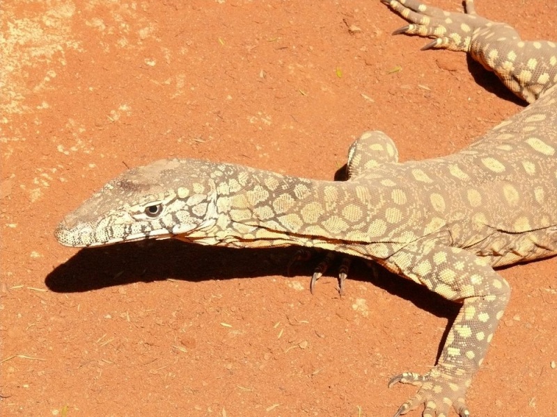 Alice Springs Reptile Center Varanu13