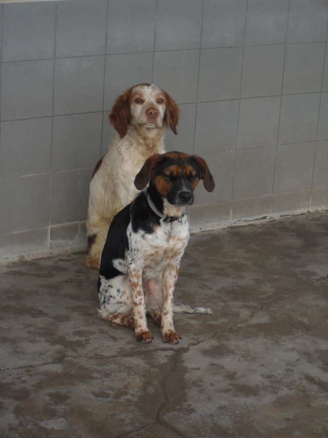 ALTO, croisé beagle/épagneul mâle, 1 an (80) Sdc10036