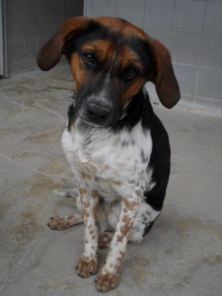 ALTO, croisé beagle/épagneul mâle, 1 an (80) Sdc10207