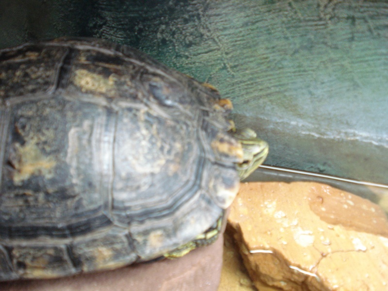 Ma trachemys scripta scripta Dsc02513