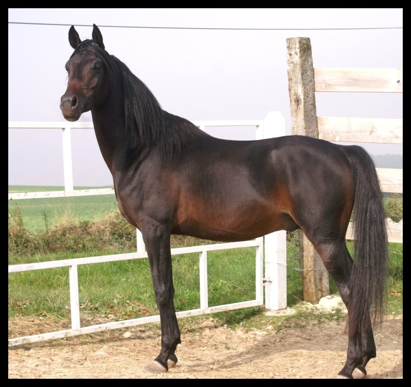 SIHAB IBN SHAHNAN étalon Egyptien endurance ,dressage et ridden class  Pict0032