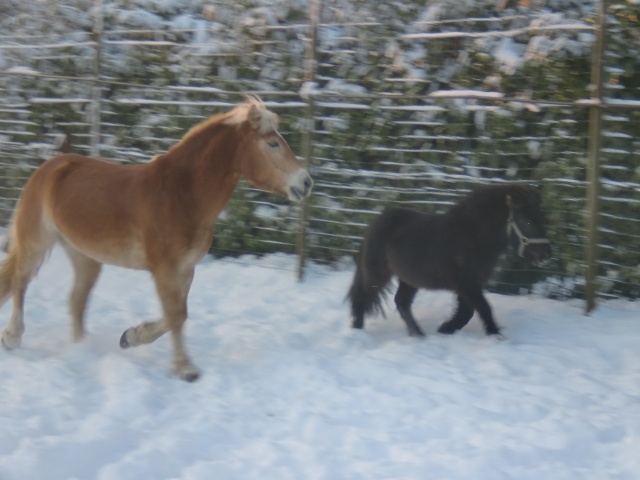 des chevaux et de la neige Cimg1419