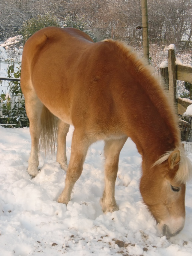 des chevaux et de la neige Cimg1420