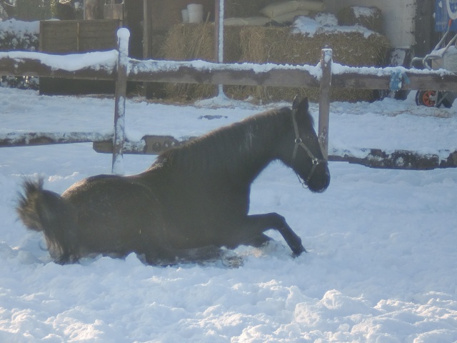 des chevaux et de la neige Cimg1425
