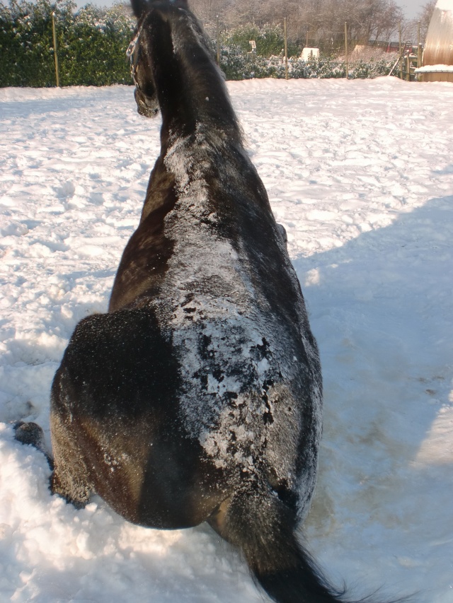 des chevaux et de la neige Cimg1428