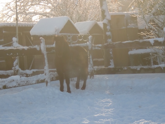 des chevaux et de la neige Cimg1433