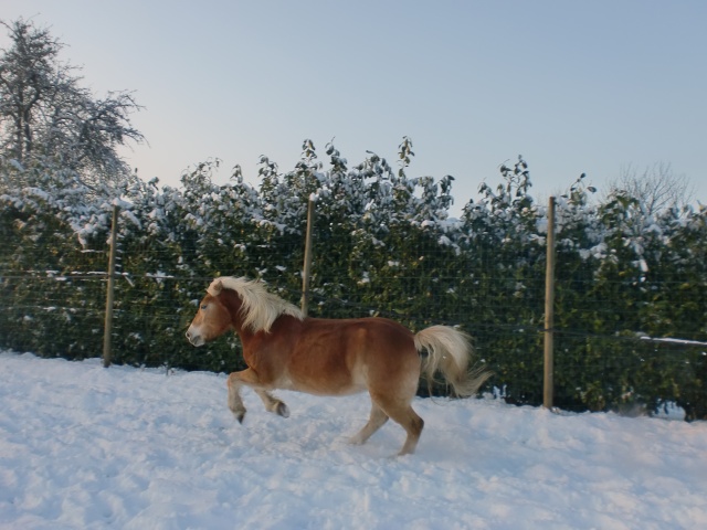 des chevaux et de la neige Cimg1517