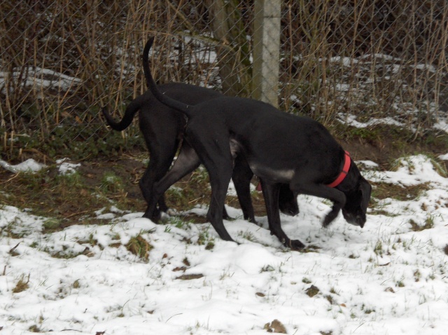 ROXANE (Type labrador) Aktaru11