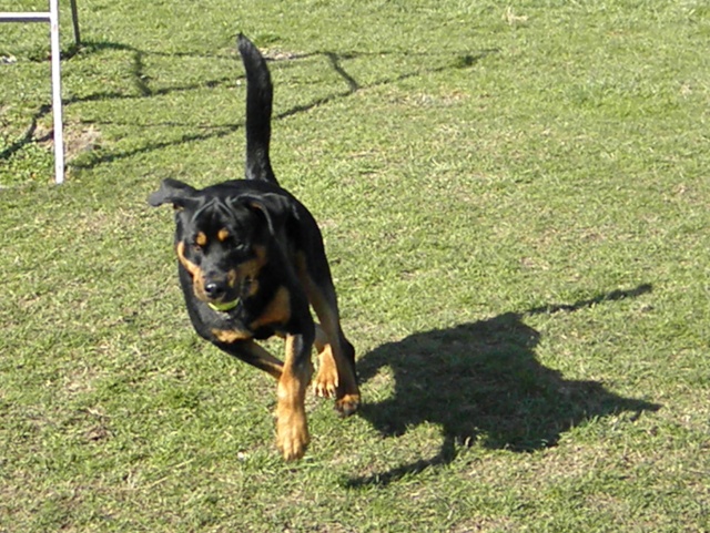 DICK (rottweiller) Dick210