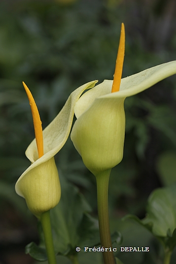 Arum creticum : Devinette semaine 13 Arcret10