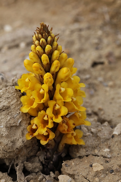 Herborisations en Israël et en Jordanie Cistan11