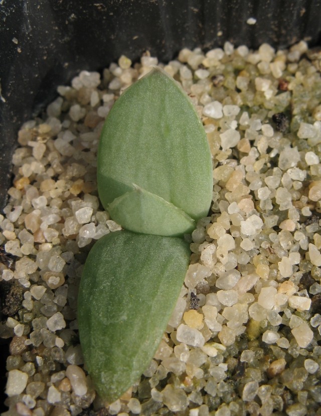 Aloe polyphylla Img_7912