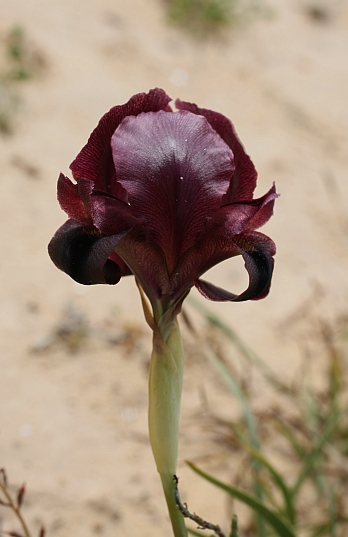 Herborisations en Israël et en Jordanie Iris_y10