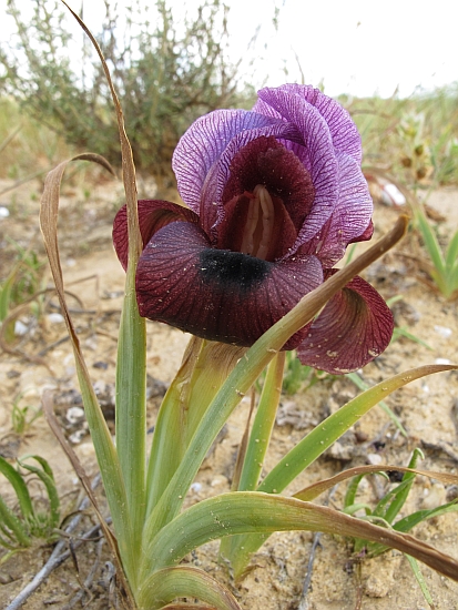 Herborisations en Israël et en Jordanie Iriyer11