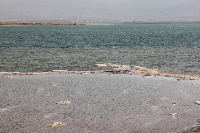 Herborisations en Israël et en Jordanie Mer_mo10