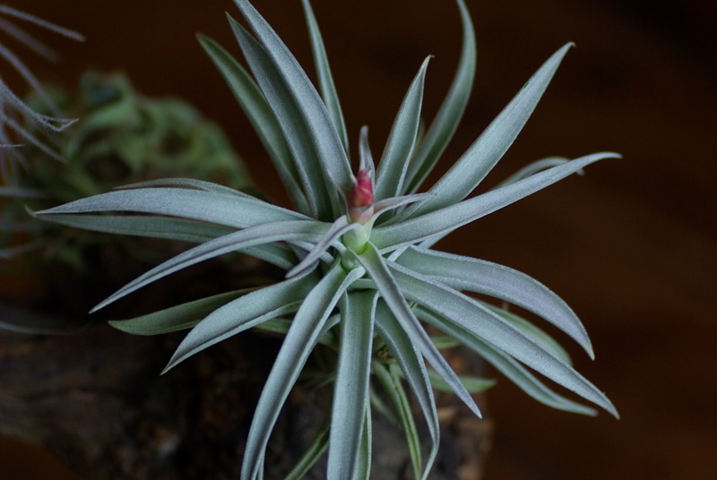 Mes tillandsias Imgp2668