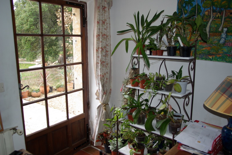 Le forum des plantes d'appartement, d'intérieur. Nos plantes. Imgp2729