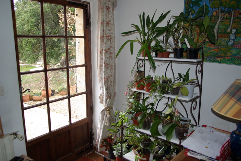 Le forum des plantes d'appartement, d'intérieur. Nos plantes.  Imgp2729