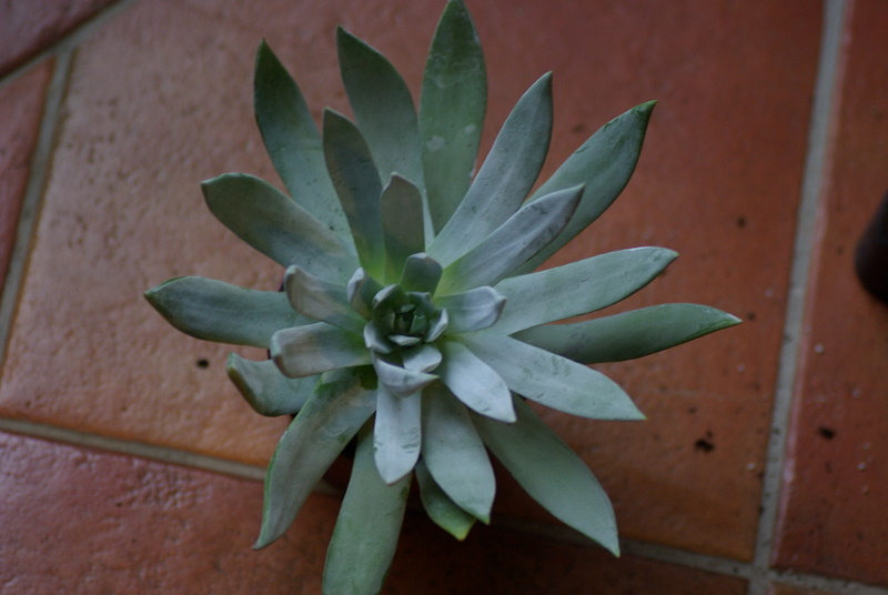 Floraisons de succulentes et cactées - Page 3 Imgp2739