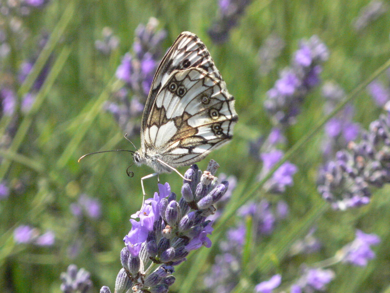 papillons P1000111