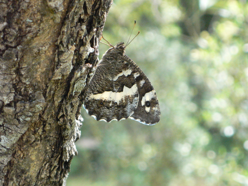 papillons P1000112
