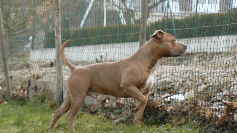 Diego Amstaff  - Page 3 P1100110