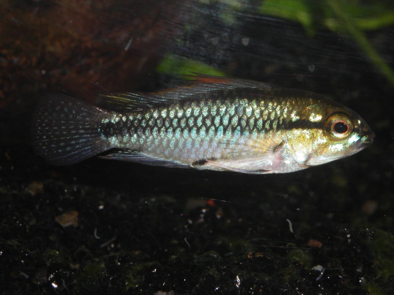 photos apisto Pict0024