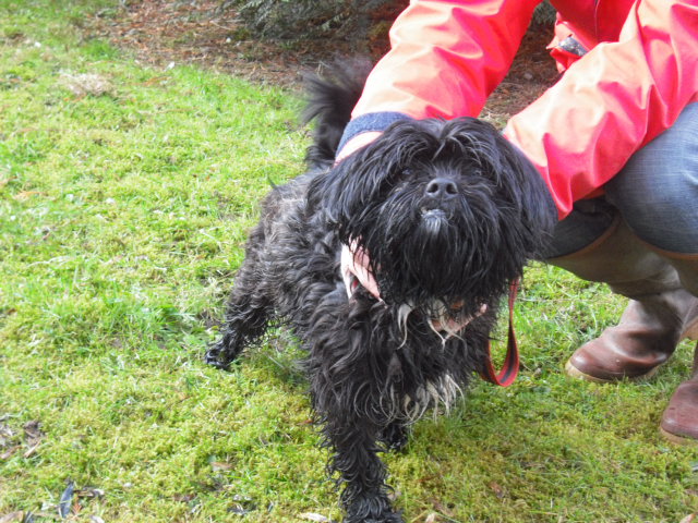 CHICO petit x shi-tzu de 4 ans - Aunay sur Odon 14 Cimg0911