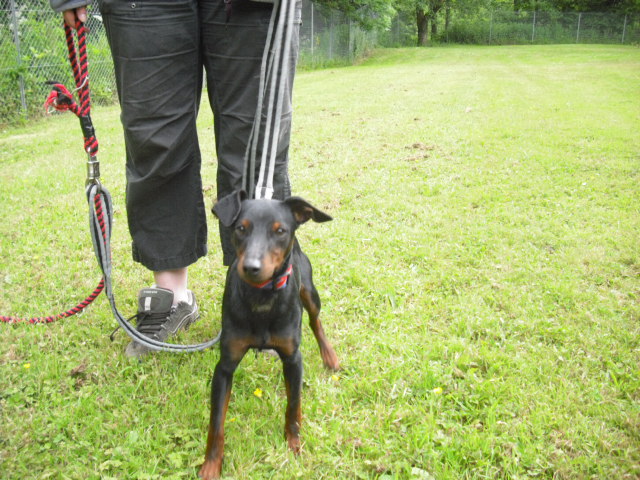 PEPSI x pinscher de 2 ans - Aunay sur Odon 14 Cimg1612