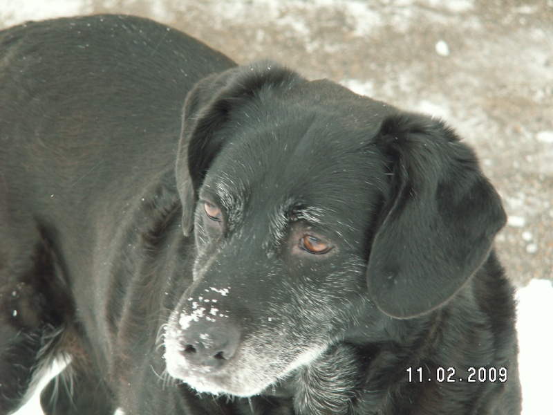 Malika, petite croisée labrador, 10 ans - Page 4 Malika10