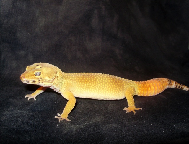 mes gecko leo Pb090012
