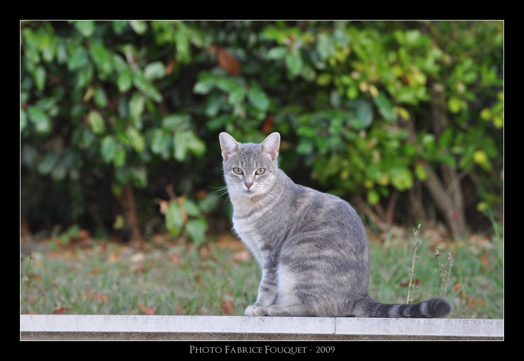 Grillote : même le jour, tous les chats sont gris Dsc_4110