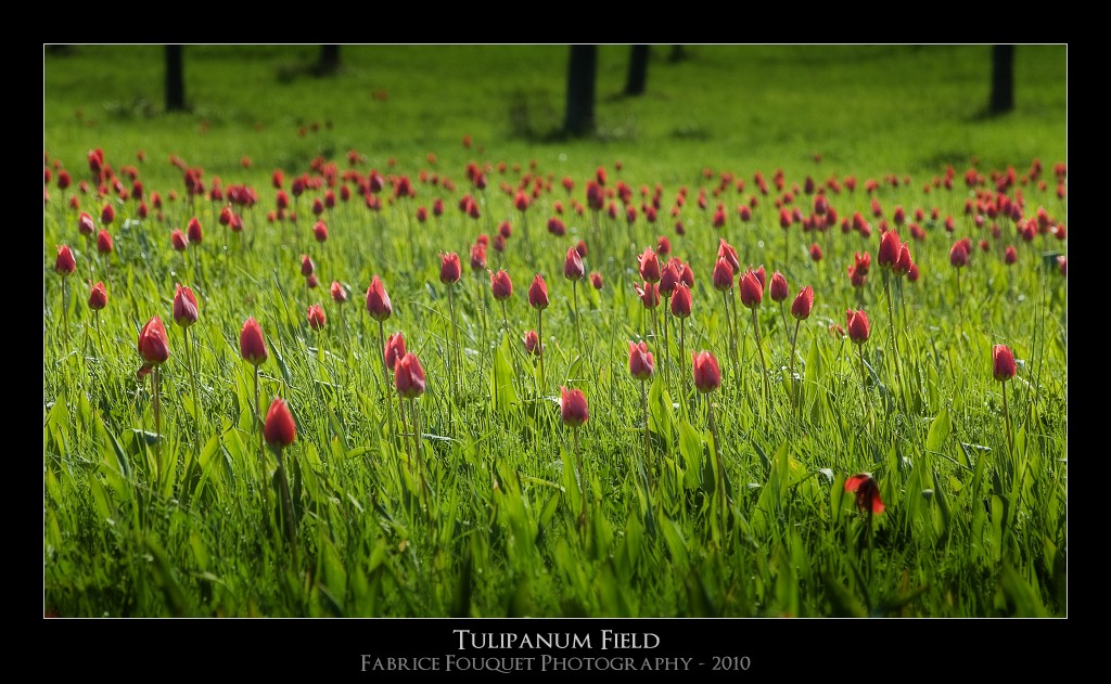 Tulipanum Field Dsc_6610