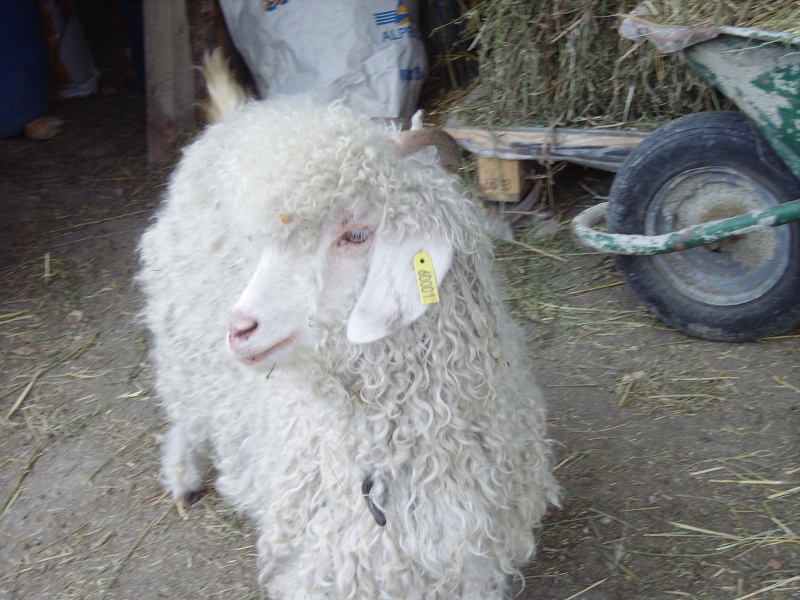 chevre angora Imgp1511