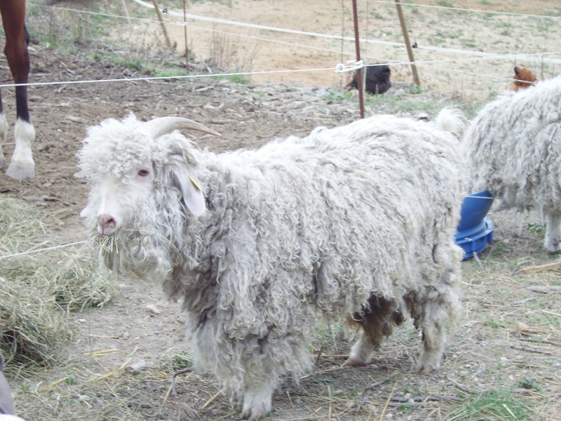 recherche proprietaire de chevres angora pour renseignements Imgp1512