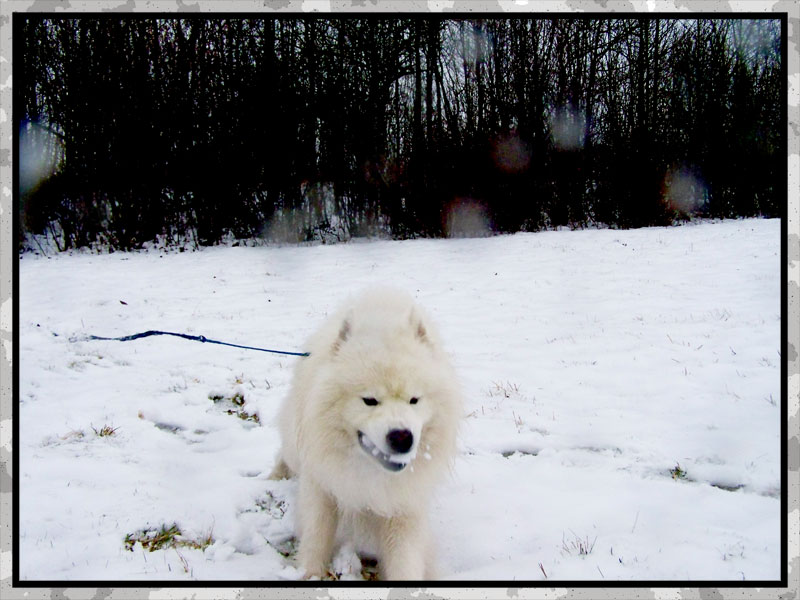 Vive la neige !! 1911