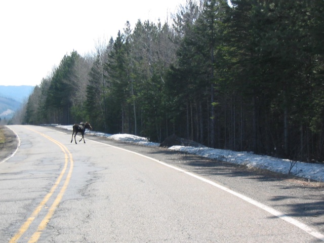 Une belle rencontre sur mon chemin a matin Origna16