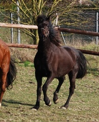 Tania jument TF 4 ans, adoptée par Margaret le 22.03 Tania110