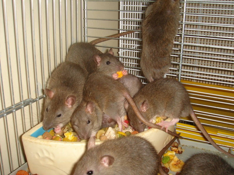 [IDF-91] 30ratons & 4adultes (reste 6 males agouti) - Page 4 Males210
