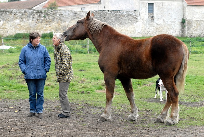 Cob normand 5 ans PP Crouy_10