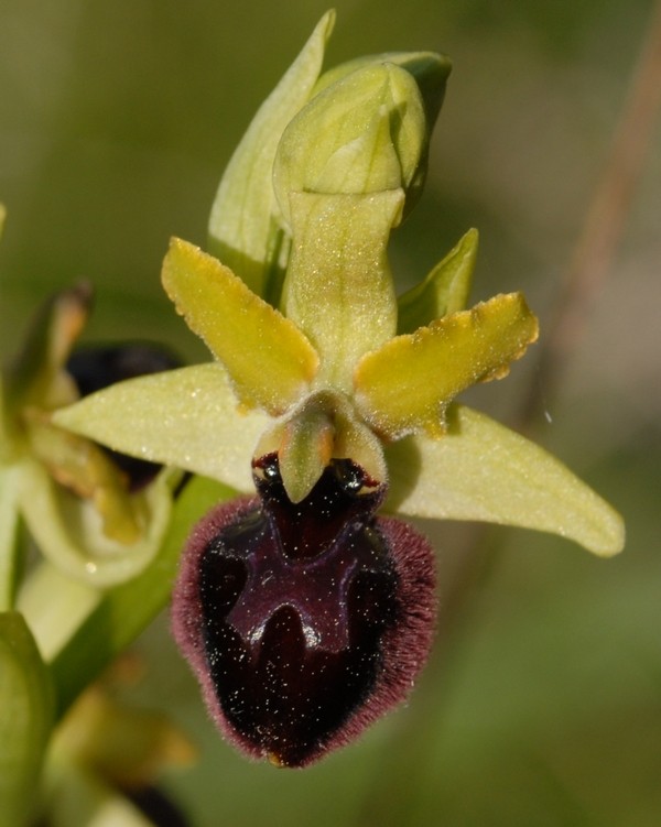 ophrys passionis Op_pas11