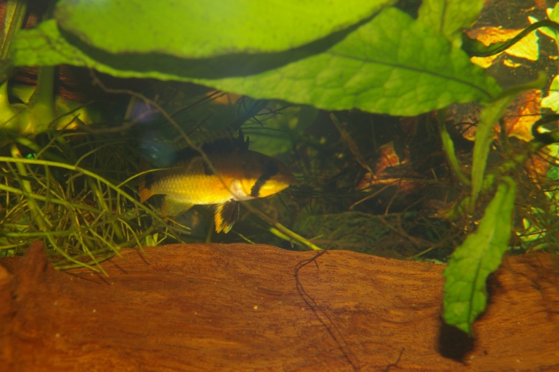 APISTOGRAMMA HUASCAR Imgp2519